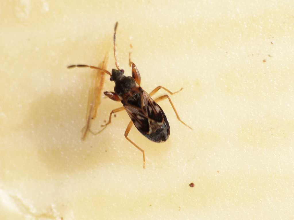 Scolopostethus thomsini - Torrimpietra (RM)